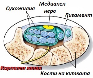 Анатомия на карпалния канал-напречен срез